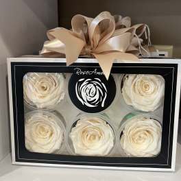 Boxed cream roses with a large satin bow