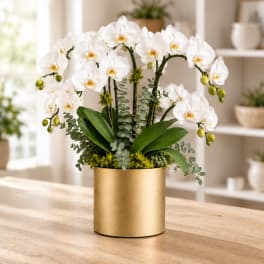 White orchid arrangement in a gold cylindrical vase