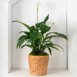 Peace lily houseplant with white bloom in a woven basket pot