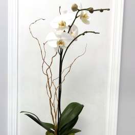 White orchid arrangement in a tall black vase with moss and succulents