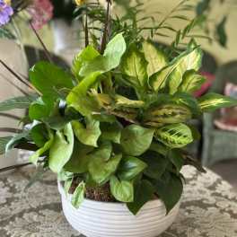 Potted green houseplant in a white ceramic bowl