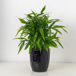 Tall green foliage plant in a glossy black textured pot