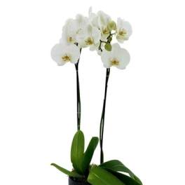 White orchid plant in a black pot