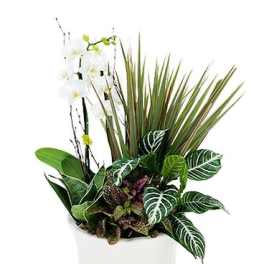 White orchid and assorted tropical plants in a white pot