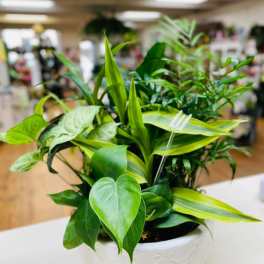 Potted green houseplant arrangement in a white ceramic bowl