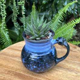 Small succulent in a blue ceramic mug planter