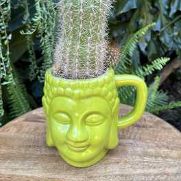 Cactus in a bright green face-shaped mug planter