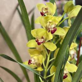 Yellow orchid blooms with red centers among long green leaves