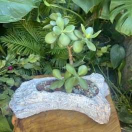 Potted succulent in a driftwood-style planter with pebbles