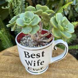 Potted green succulent in a white Best Wife Ever mug on a wooden surface
