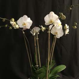 White orchid plant in a decorative ceramic pot