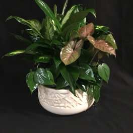 Potted tropical foliage arrangement in a white ceramic bowl