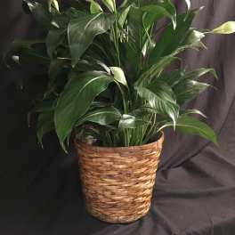 Potted peace lily in a woven basket planter