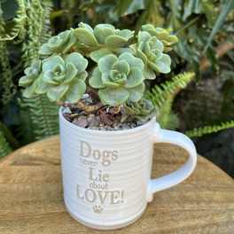Succulent plant in a white mug with text on the front