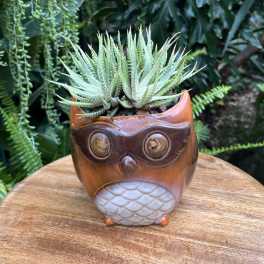 Succulent in an owl-shaped ceramic pot on a wooden table