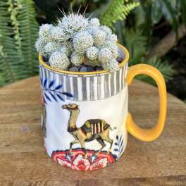 Small cactus in a patterned mug planter