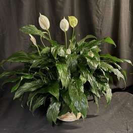 Potted peace lily with white blooms in a woven basket