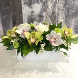 White and green orchid arrangement in a white box