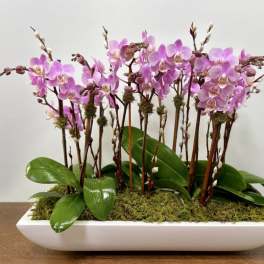 Pink orchids arranged in a white rectangular planter with moss