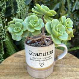 Potted succulent in a mug-shaped planter with "Grandma" text