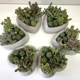 Six succulent arrangements in gray heart-shaped planters on a white surface.