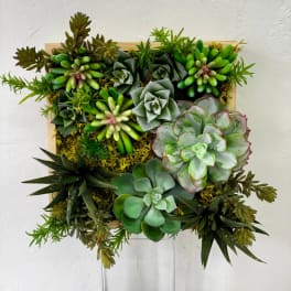 Square succulent arrangement in a wooden frame with mixed green rosettes and trailing plants