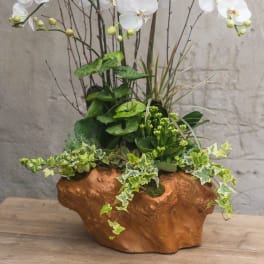 White orchid arrangement in a brown ceramic planter