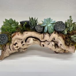 Succulent arrangement on a driftwood base with lotus pods