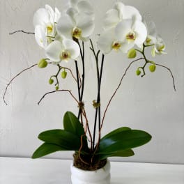 White orchid plant in a white pot with broad green leaves