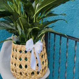 Large green potted plant in a woven basket with a white ribbon