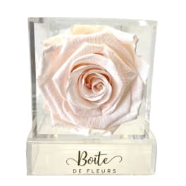 Single pale pink rose in a clear acrylic box