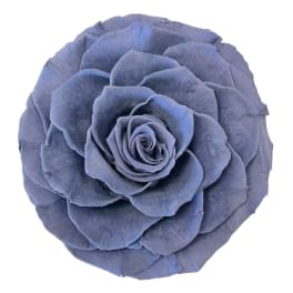 Single blue rose bloom on a white background