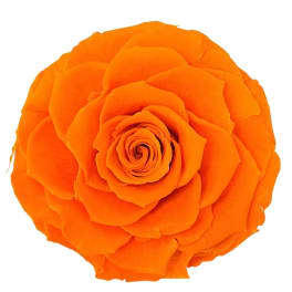 Single orange rose bloom on a white background