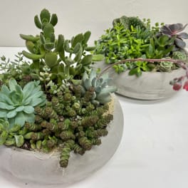 Two succulent arrangements in shallow concrete bowls on a white surface.