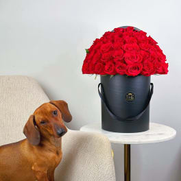 A large red rose arrangement in a black hatbox beside a dachshund on a chair.
