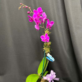 Pink orchid plant in a glass cube vase with a lavender ribbon