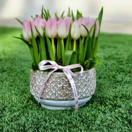 Pink and white tulips arranged in a textured ceramic pot with a ribbon