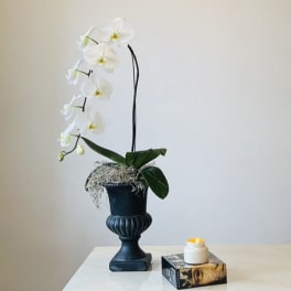 White orchid plant in a dark pedestal pot on a table