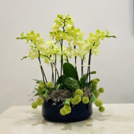 Yellow orchid arrangement in a black container with moss accents