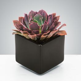 Dark Succulent by BloomNation™
