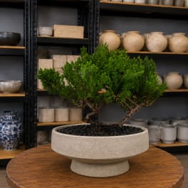 Potted bonsai-style plant in a shallow stone planter