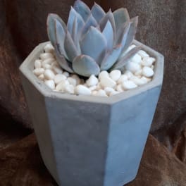 Potted succulent in a gray hexagonal planter with white pebbles