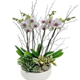 White orchids and succulents arranged in a white bowl planter