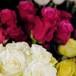 Close-up of white, pink, and yellow roses