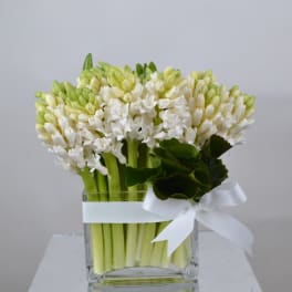 Pure Hyacinth