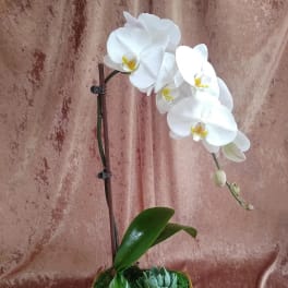 White orchid plant in a rectangular ceramic pot with a small succulent