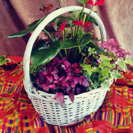Basket of tropical plants with red anthuriums and pink foliage
