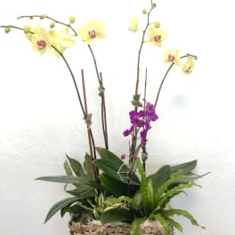 Orchid Party