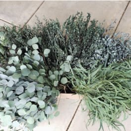 Eucalyptus Bunch
