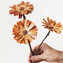 Natural Protea Rosettes